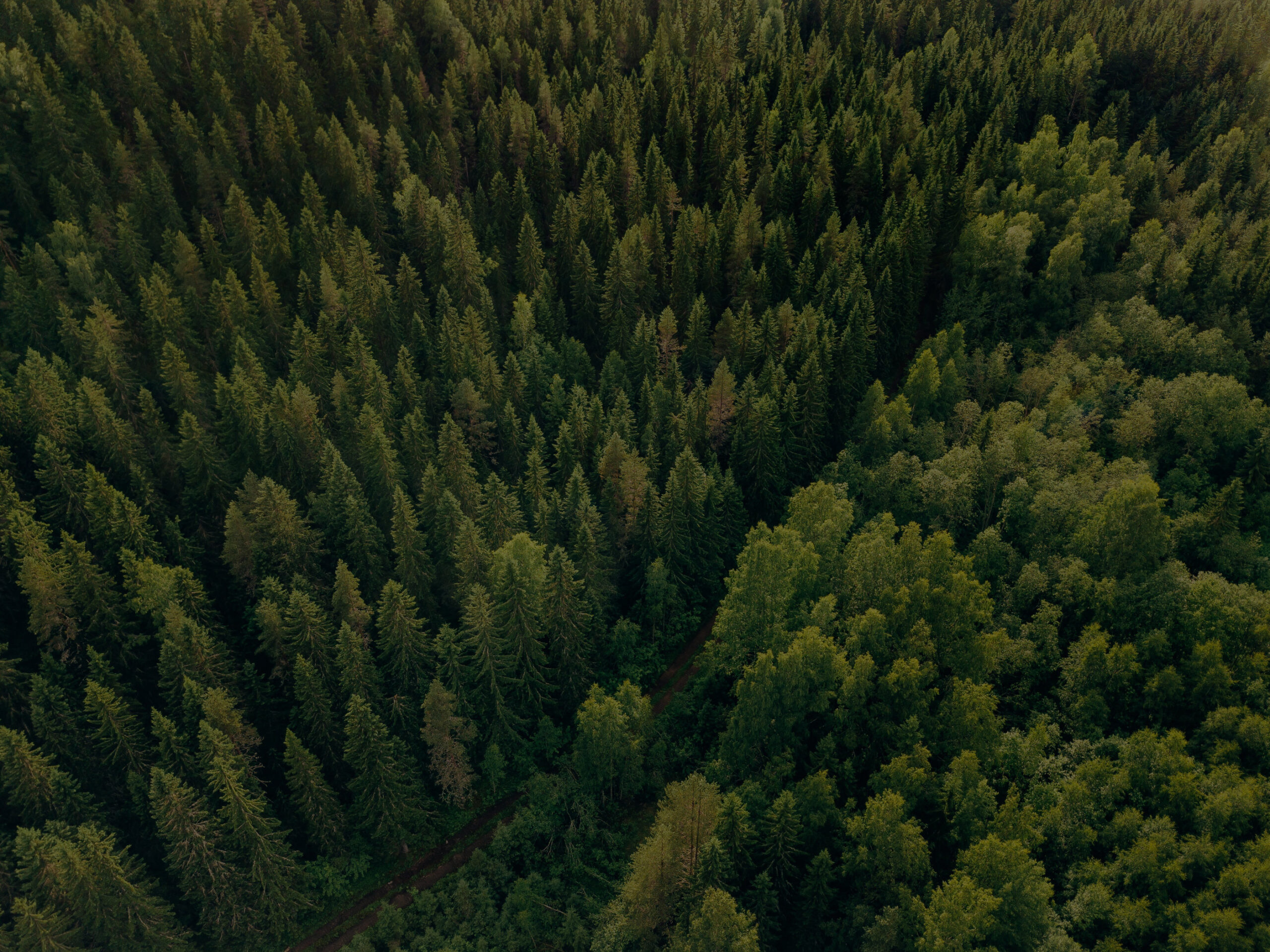 summer green trees and road scaled